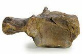 Huge Fossil Mosasaur (Tylosaurus) Vertebra - Texas #377824-5